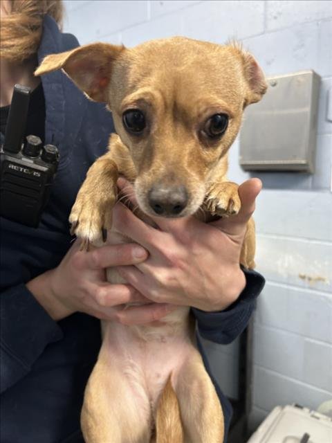 VANILLA - Chihuahua available for adoption
