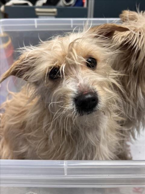 *CLARINET - Maltese available for adoption