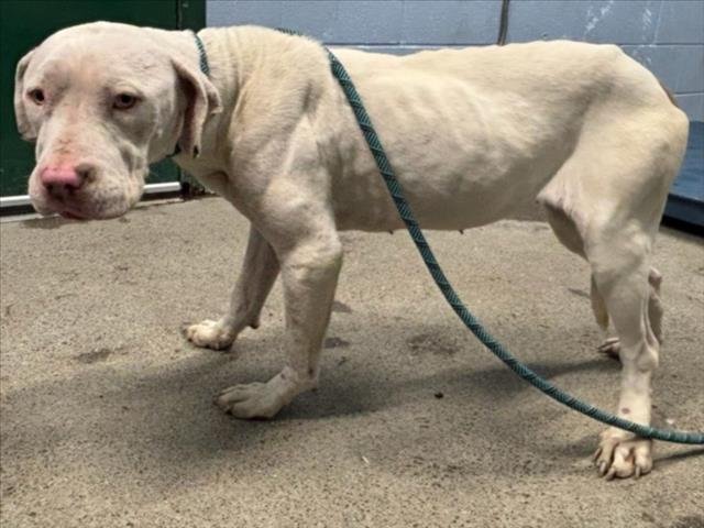 *SPIDER - Pit Bull Terrier available for adoption