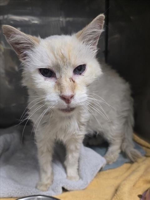 SNOW - Domestic Medium Hair available for adoption
