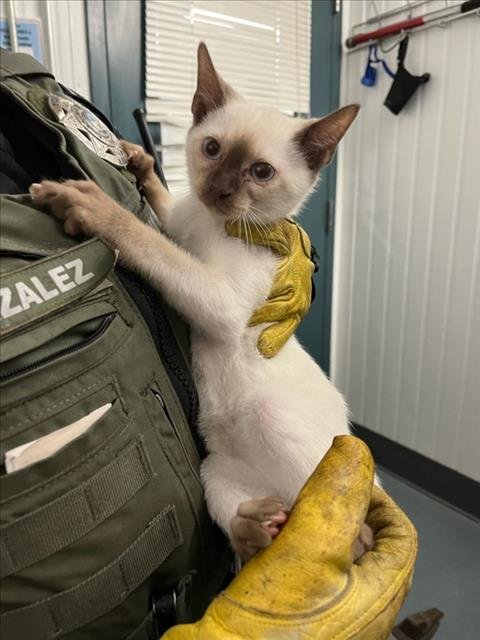 *RE - Domestic Short Hair available for adoption