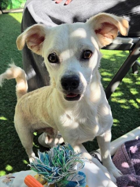 *CHARMING - Chihuahua available for adoption