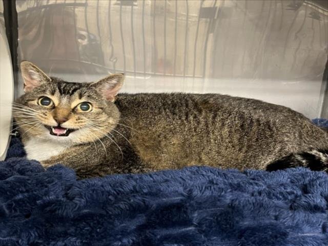 ANAIS - Domestic Short Hair available for adoption