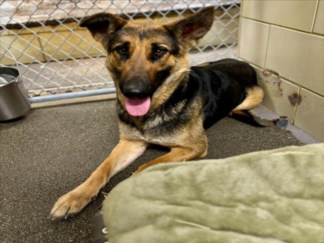 *PAISLEY - German Shepherd Dog available for adoption