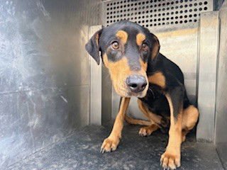 *ARUBA - Doberman Pinscher available for adoption