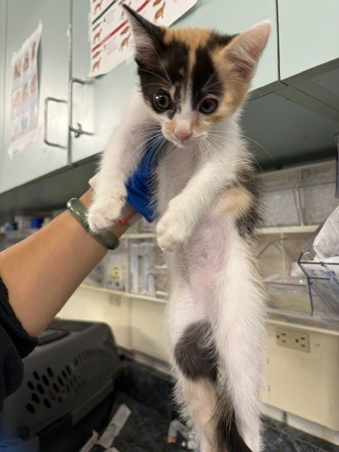 *WINNIE - Domestic Short Hair available for adoption