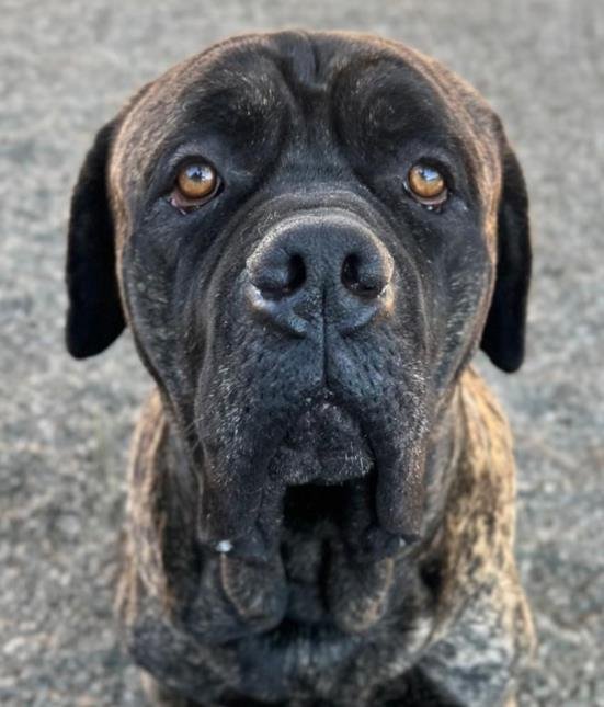 *PINE - Mastiff available for adoption