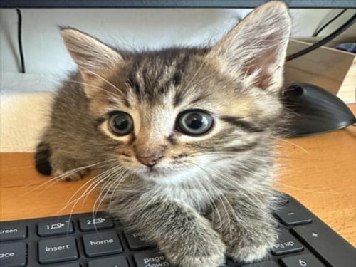 *RALPH - Domestic Short Hair available for adoption