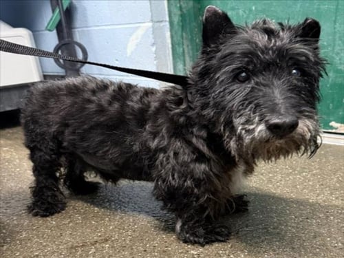 TOBY - Scottish Terrier Scottie available for adoption