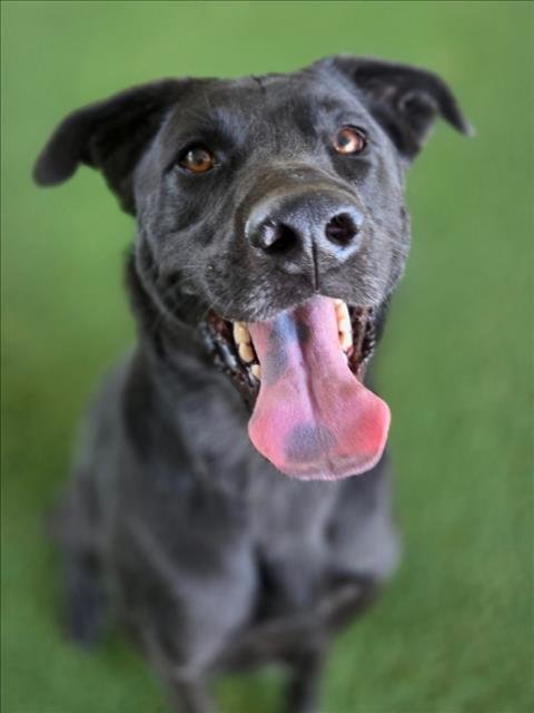 POE - Labrador Retriever available for adoption