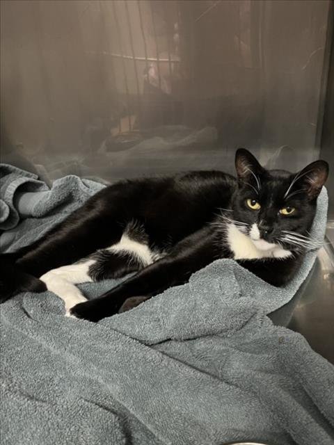 *GIZMO - Domestic Short Hair available for adoption