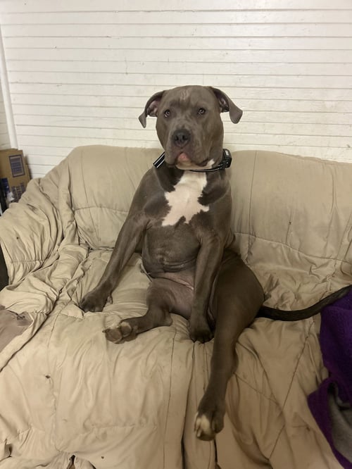 STORM - American Pit Bull Terrier available for adoption