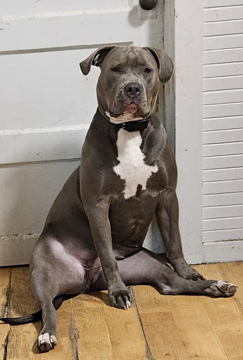 STORM - American Pit Bull Terrier available for adoption