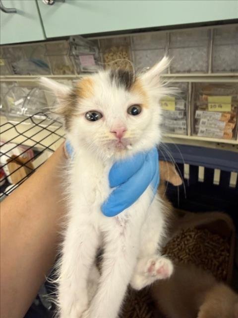 *WILLOW - Domestic Short Hair available for adoption