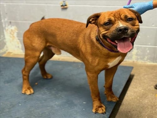 AUGUST - Mastiff available for adoption