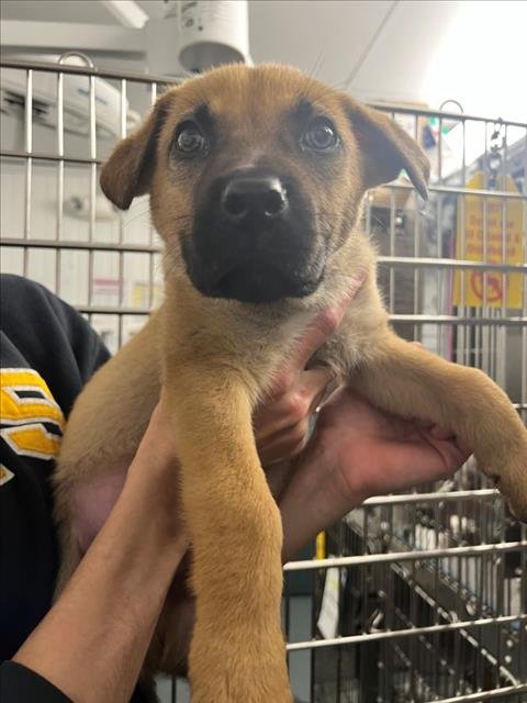 *DAZZLE - German Shepherd Dog available for adoption