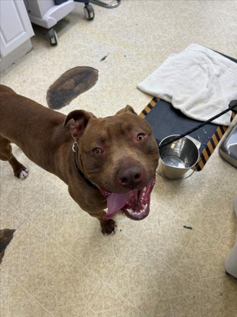 *CADBURY - Pit Bull Terrier available for adoption