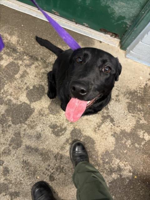 *WIGGLES - Labrador Retriever available for adoption