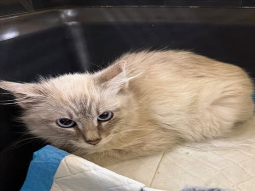 *WINSTON - Domestic Medium Hair available for adoption