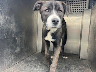 *BAMBI - Pit Bull Terrier available for adoption