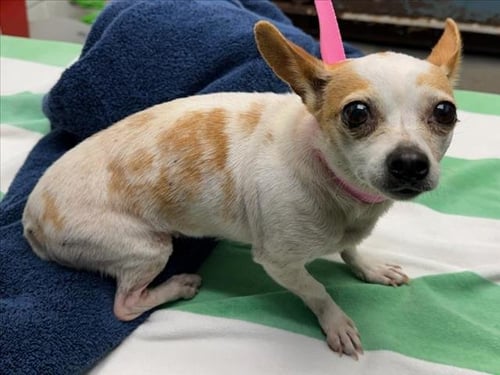 *MADONNA - Chihuahua available for adoption