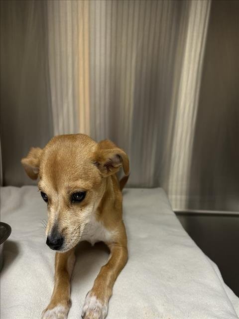 A224461 - Terrier available for adoption