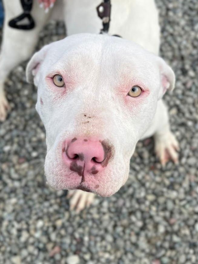 *BUG - Pit Bull Terrier available for adoption