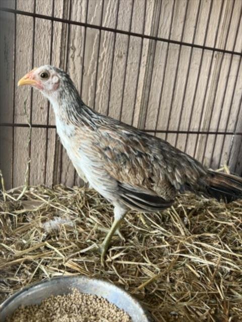 A228857 - Chicken available for adoption