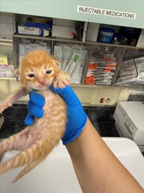 *JIMMY - Domestic Short Hair available for adoption