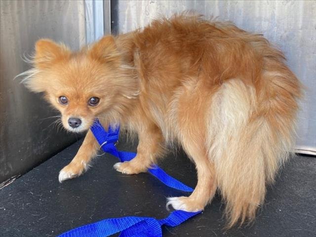*ROBIN - Pomeranian available for adoption