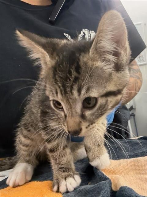 *BUSTER - Domestic Medium Hair available for adoption
