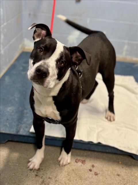 *CYMBAL - Pit Bull Terrier available for adoption