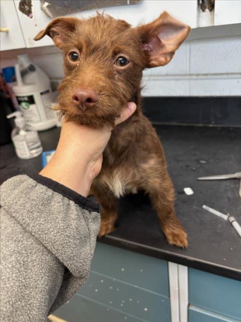 *JERRY - Terrier available for adoption