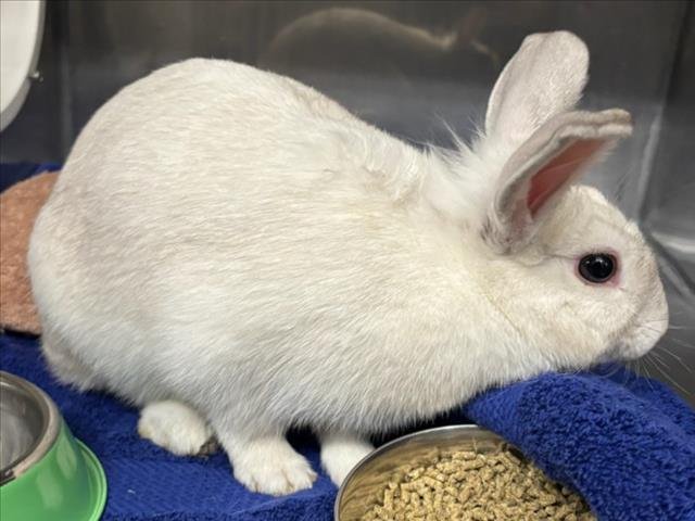 A223892 - Shorthaired Rabbit available for adoption