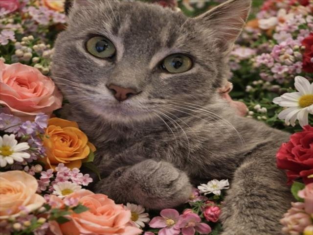 *CRICKET - Domestic Short Hair available for adoption