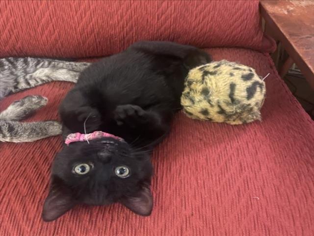 ONYX - Domestic Short Hair available for adoption