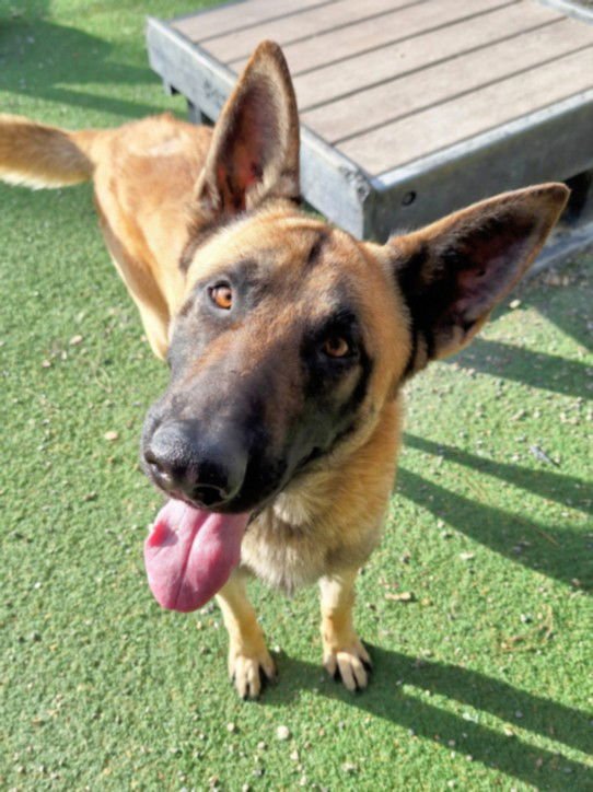 OREJON - German Shepherd Dog available for adoption