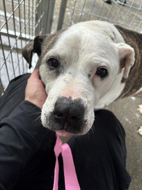 CHATA - Pit Bull Terrier available for adoption