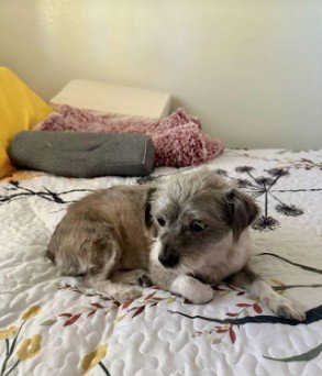 SANDI - Terrier available for adoption