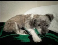 Sandi - Photo 2