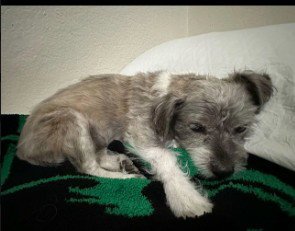 SANDI - Terrier available for adoption