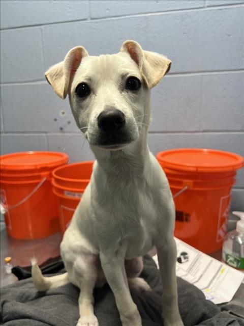*LOOPER - Labrador Retriever / Terrier available for adoption