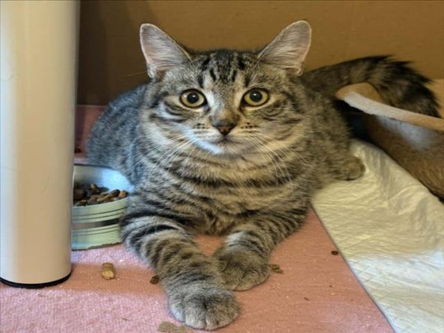 *WILLIAMSON - Domestic Short Hair available for adoption