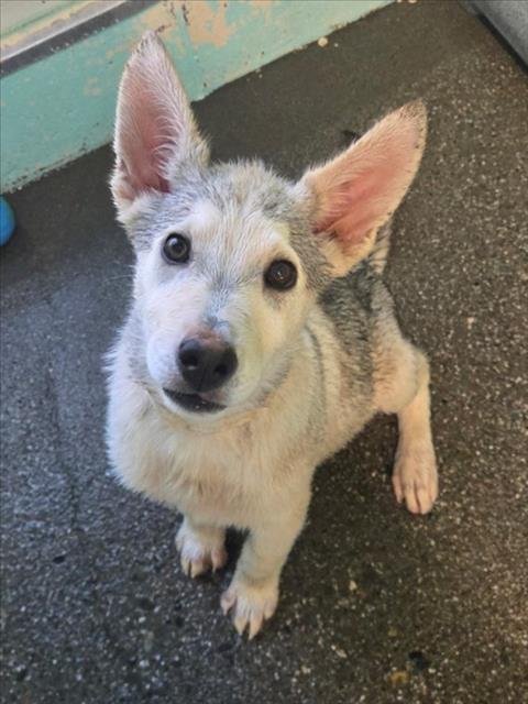 *PHILIP - Siberian Husky available for adoption
