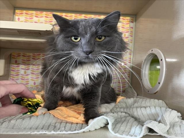 NAO NAO - Domestic Medium Hair available for adoption