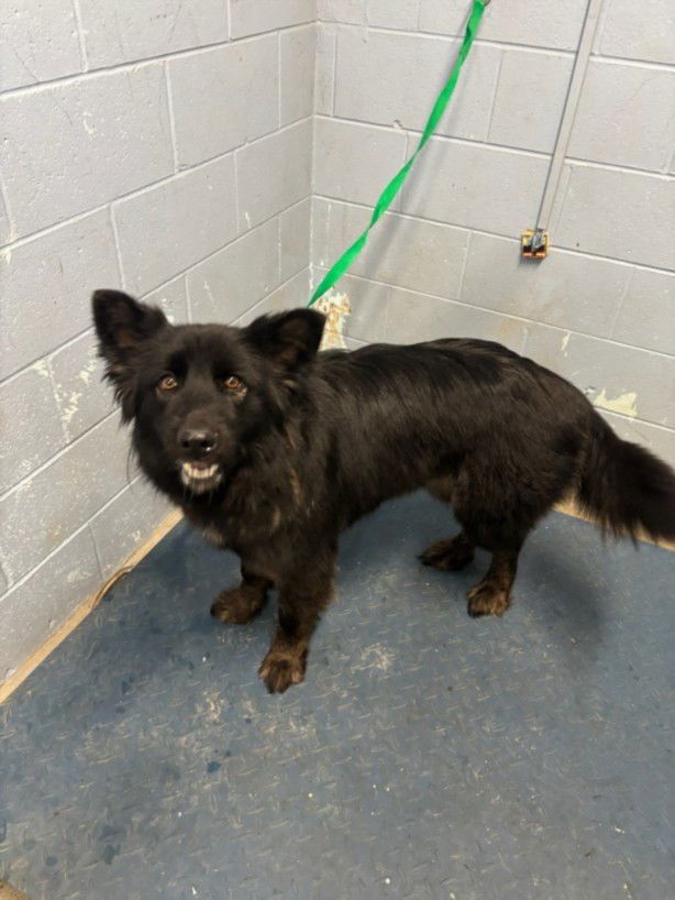 LICORICE - German Shepherd Dog available for adoption