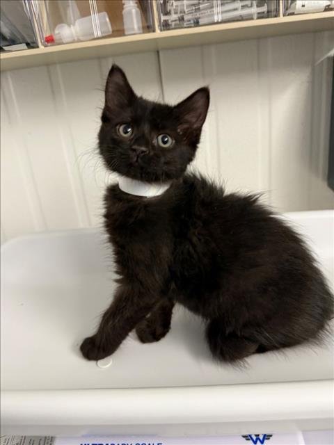 *SIMON - Domestic Medium Hair available for adoption