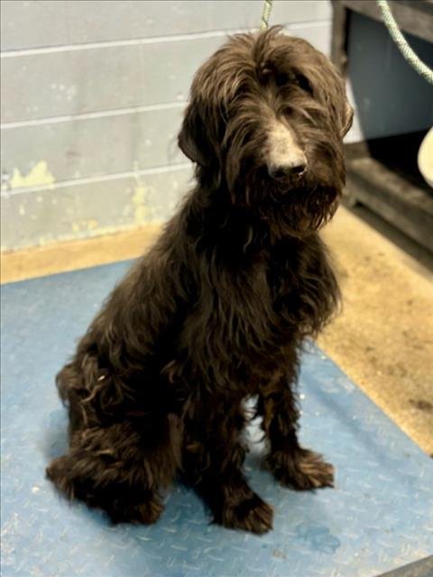 THOR - Schnauzer available for adoption