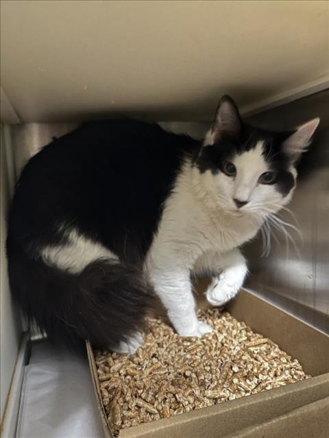 SAMI - Domestic Medium Hair available for adoption