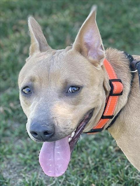 BUTTERCUP - Pit Bull Terrier available for adoption